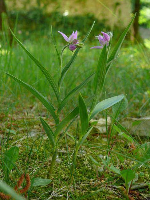 Cephalanthera rubra